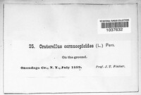 Craterellus cornucopioides image
